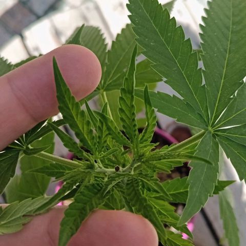 Jazmin growlog timeline photo