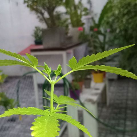 Las de Fran  growlog timeline photo