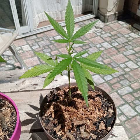 Las de Fran  growlog timeline photo