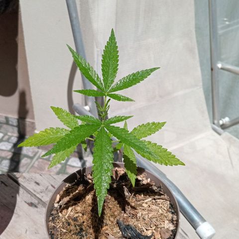 Las de Fran  growlog timeline photo