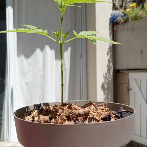 Las de Fran  growlog timeline photo