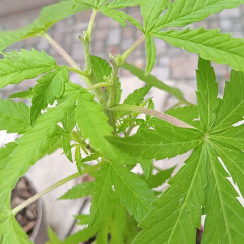 Jazmin growlog timeline photo