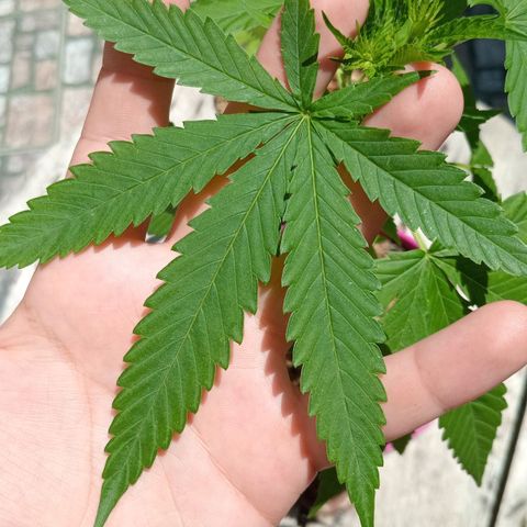 Jazmin growlog timeline photo