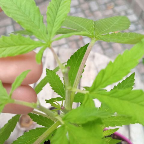 Jazmin growlog timeline photo