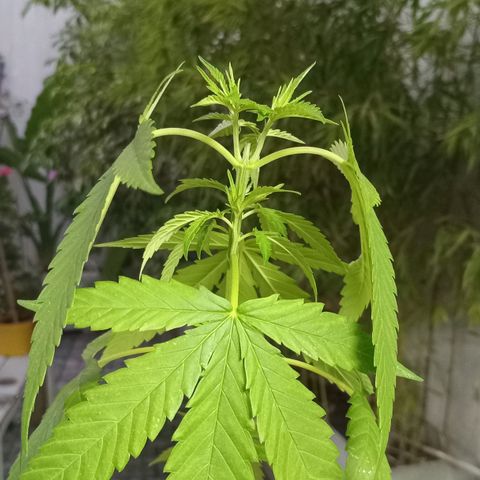 Jazmin growlog timeline photo