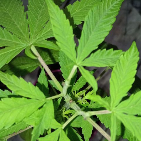 Jazmin growlog timeline photo