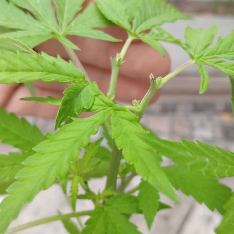 Jazmin growlog timeline photo