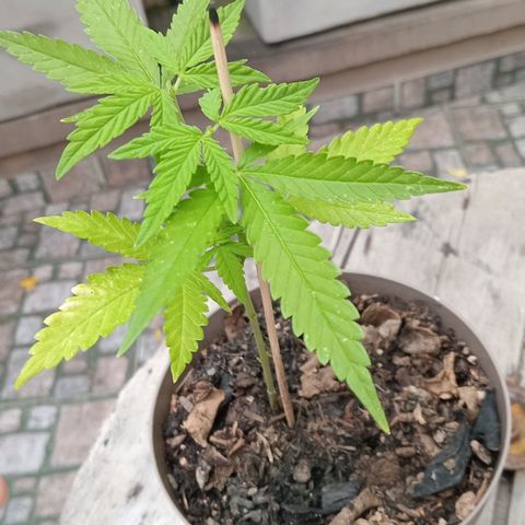 Las de Fran  growlog timeline photo