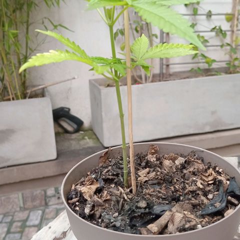 Las de Fran  growlog timeline photo