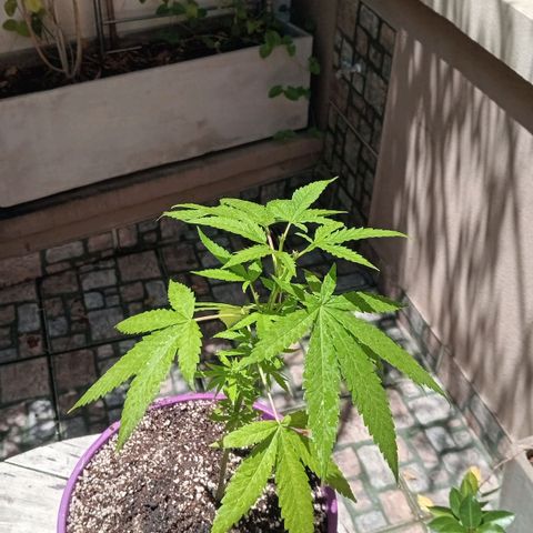 Jazmin growlog photo: She needed a new home because she didn't have space in her old house 