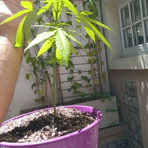 Jazmin growlog photo: She needed a new home because she didn't have space in her old house 