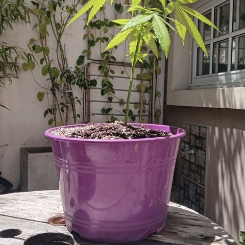 Jazmin growlog timeline photo