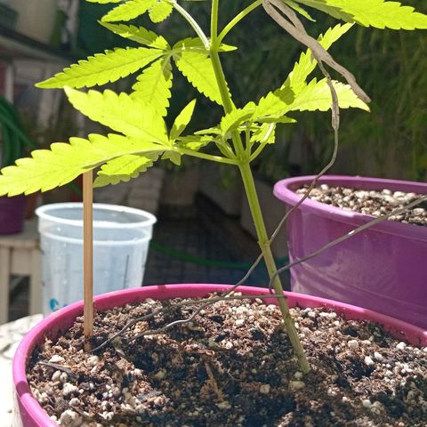 Las de Fran  growlog photo: Estresada