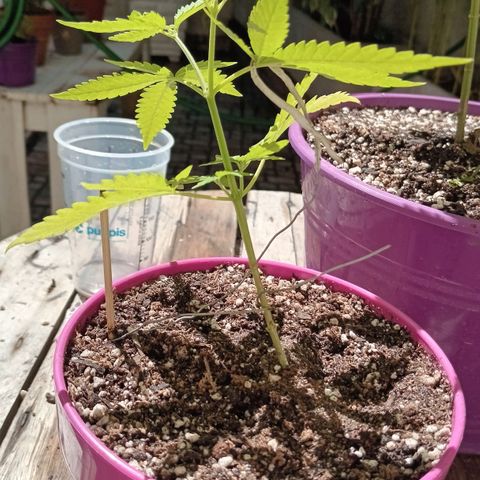 Las de Fran  growlog photo: Estresada