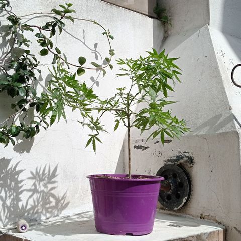 Jazmin growlog timeline photo