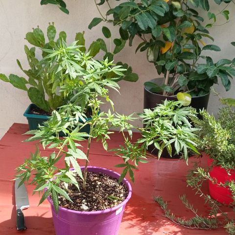 Jazmin growlog timeline photo