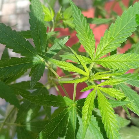 Jazmin growlog timeline photo