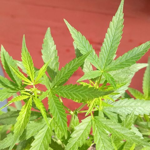 Jazmin growlog timeline photo