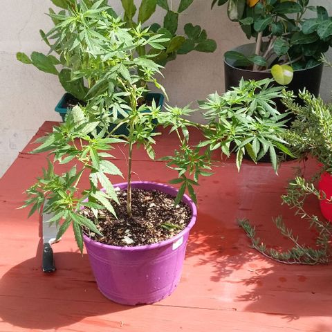 Jazmin growlog timeline photo