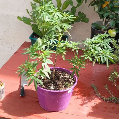 Jazmin growlog timeline photo
