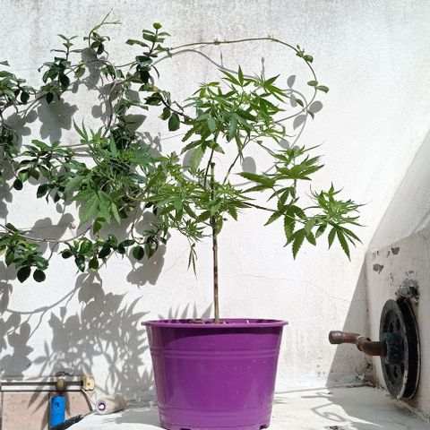 Jazmin growlog timeline photo