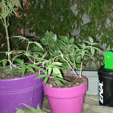 Las de Fran  growlog timeline photo