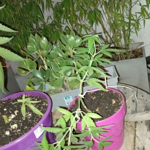 Las de Fran  growlog timeline photo