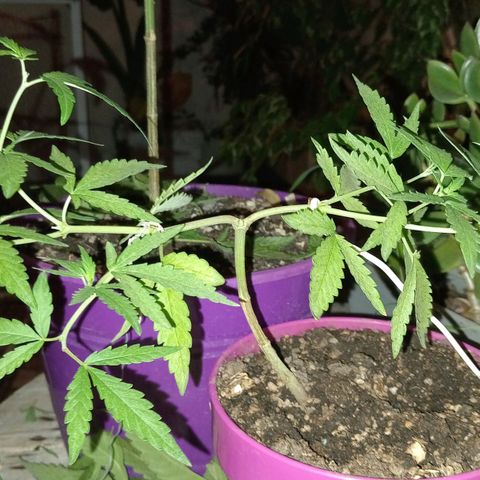 Las de Fran  growlog timeline photo