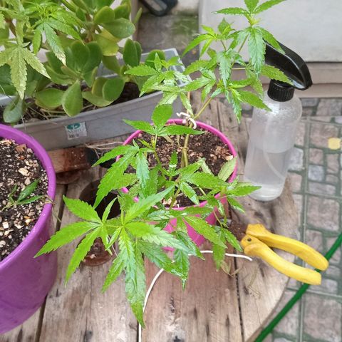 Las de Fran  growlog timeline photo