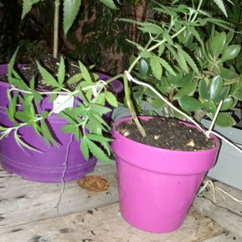 Las de Fran  growlog timeline photo