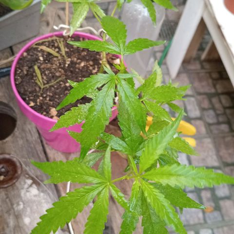 Las de Fran  growlog timeline photo