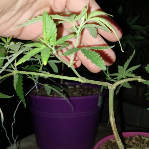 Las de Fran  growlog timeline photo