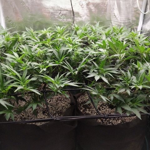 White Widow growlog timeline photo