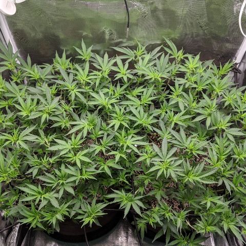White Widow growlog timeline photo