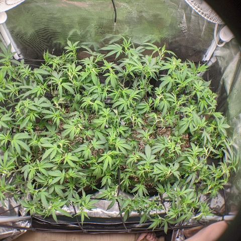 White Widow growlog timeline photo