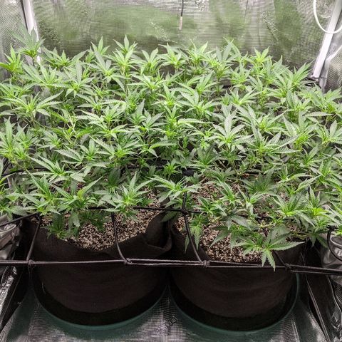 White Widow growlog timeline photo