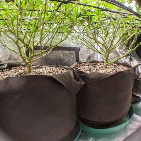 White Widow growlog timeline photo