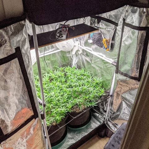 White Widow growlog timeline photo