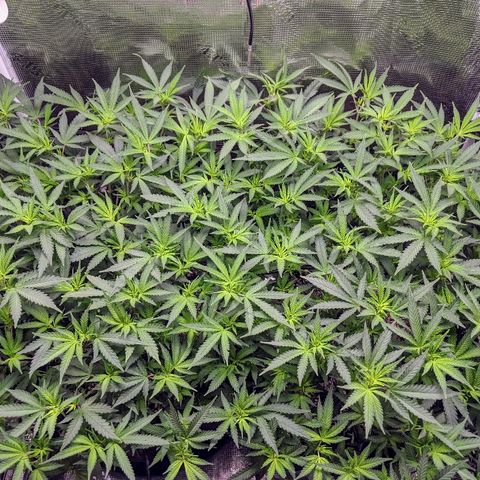 White Widow growlog timeline photo