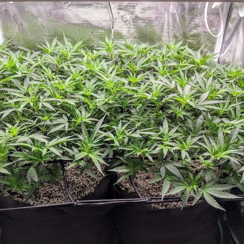 White Widow growlog timeline photo