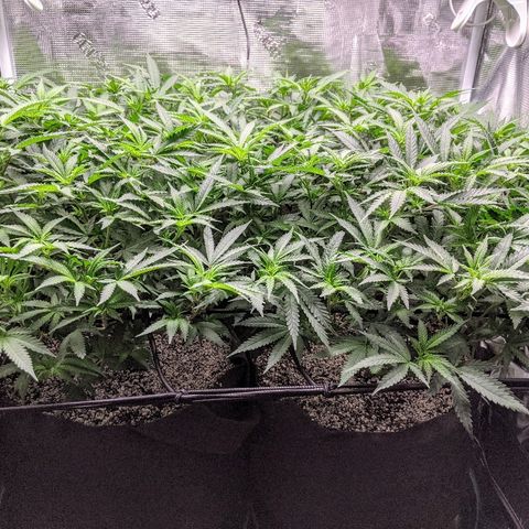 White Widow growlog timeline photo