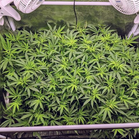White Widow growlog timeline photo