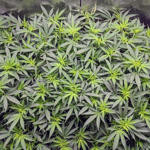 White Widow growlog timeline photo