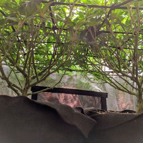White Widow growlog timeline photo