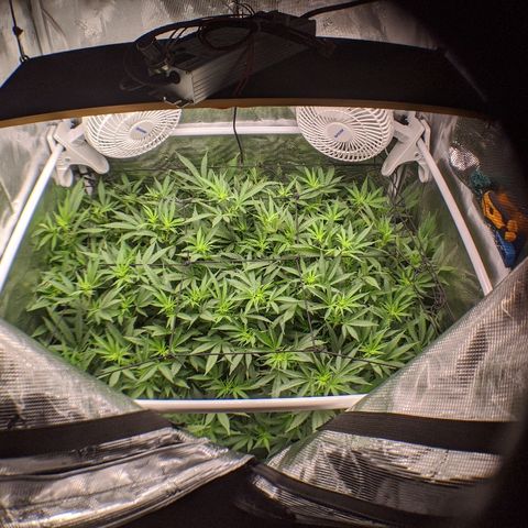 White Widow growlog timeline photo