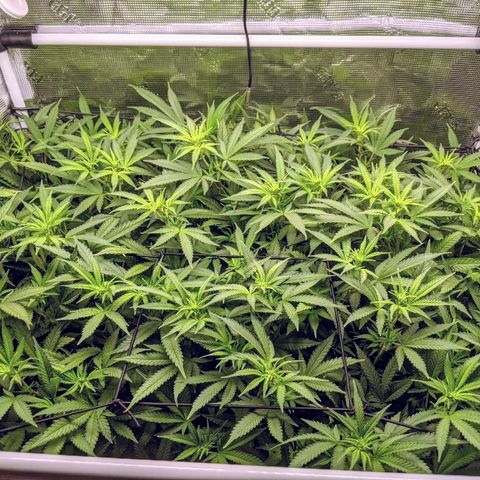 White Widow growlog timeline photo