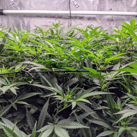 White Widow growlog timeline photo