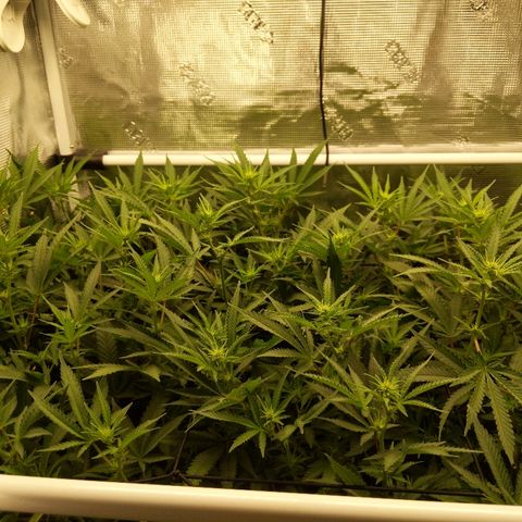 White Widow growlog timeline photo