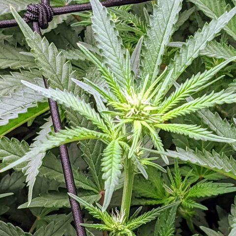 White Widow growlog timeline photo