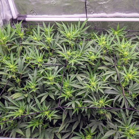 White Widow growlog timeline photo